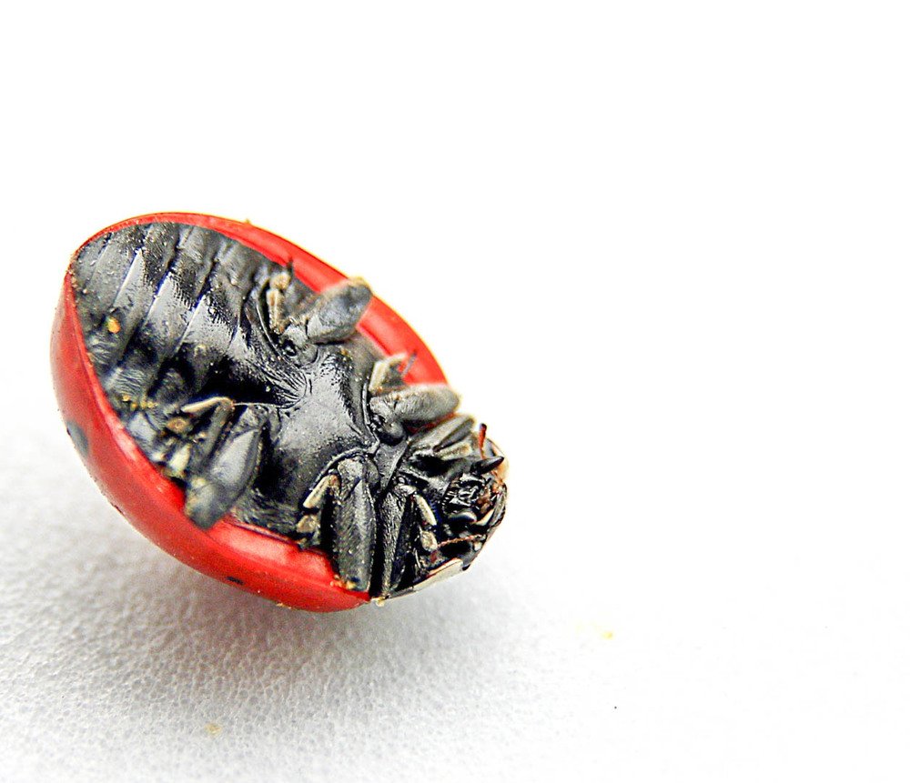 Божья коровка притворилась мертвой.