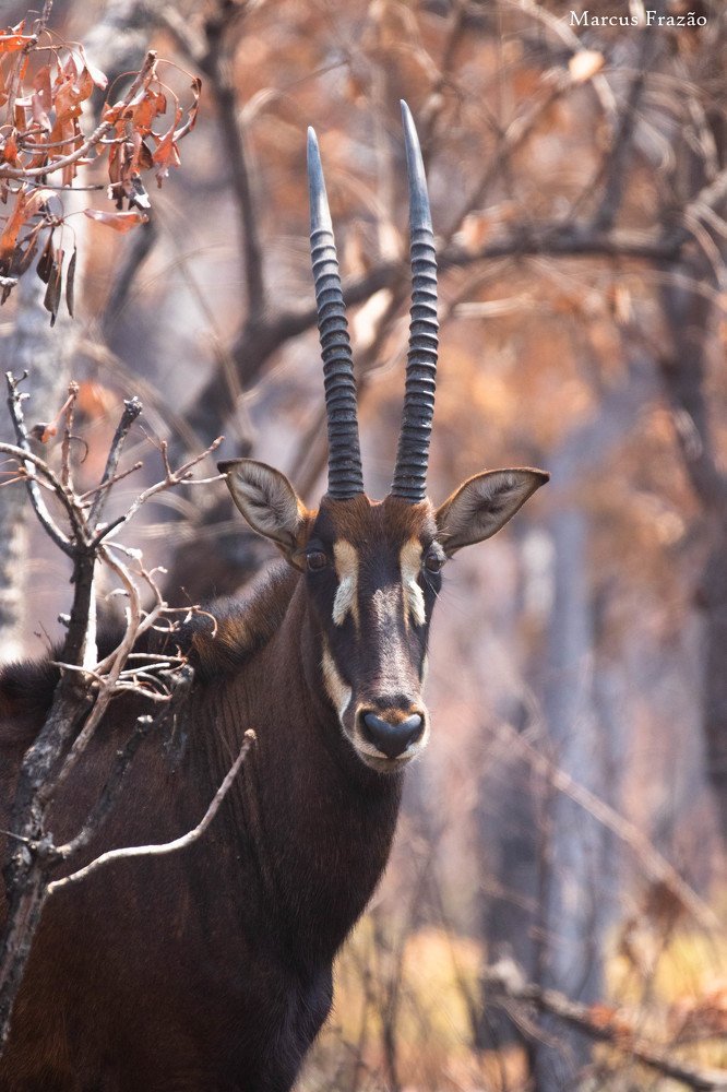 Photograph by Marcus Frazão