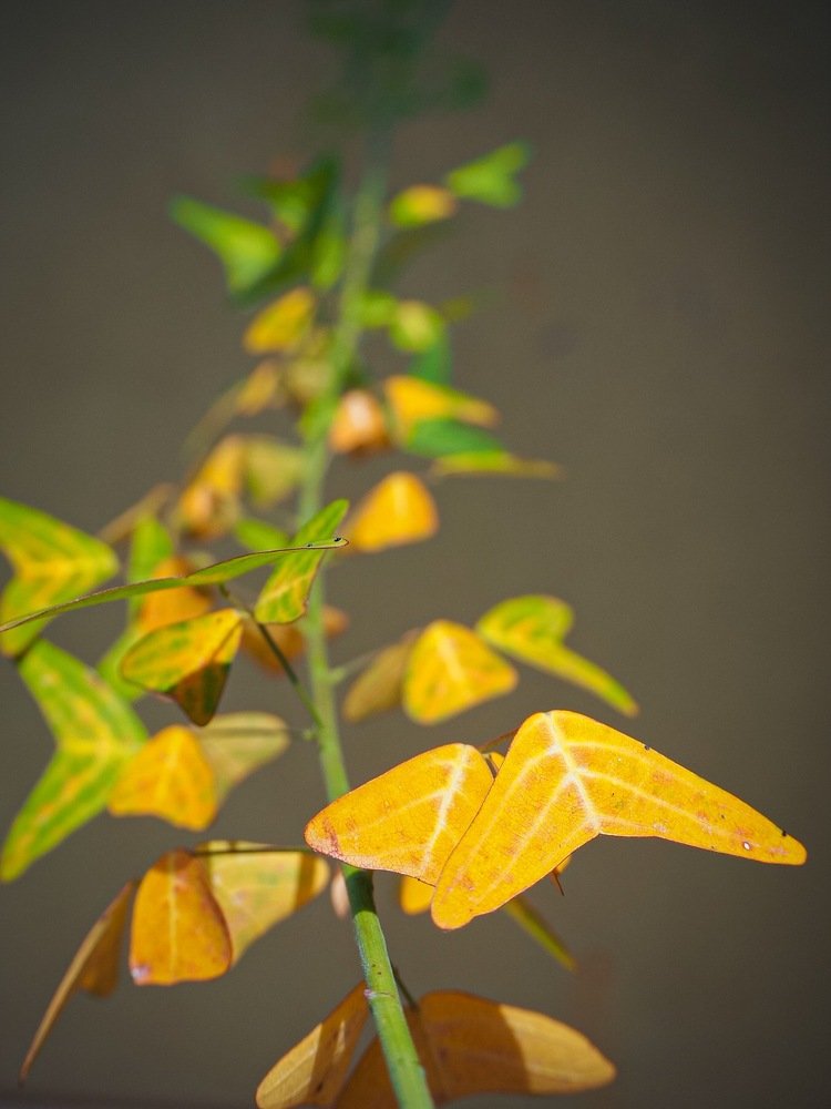 Photograph by Dona Lowii