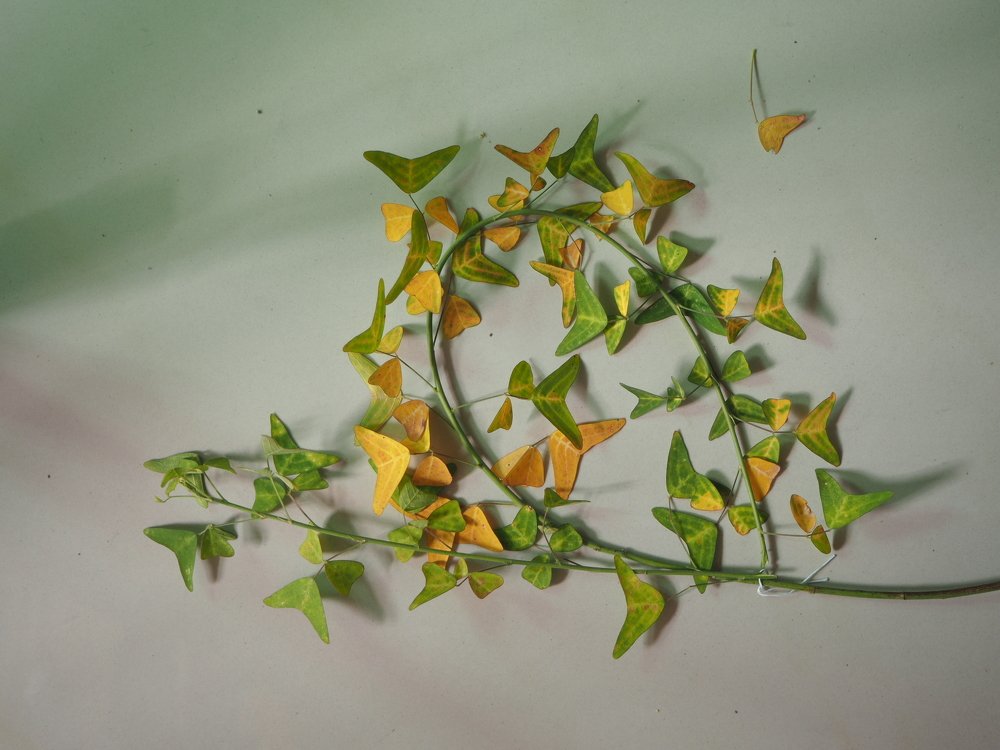 Photograph by Dona Lowii