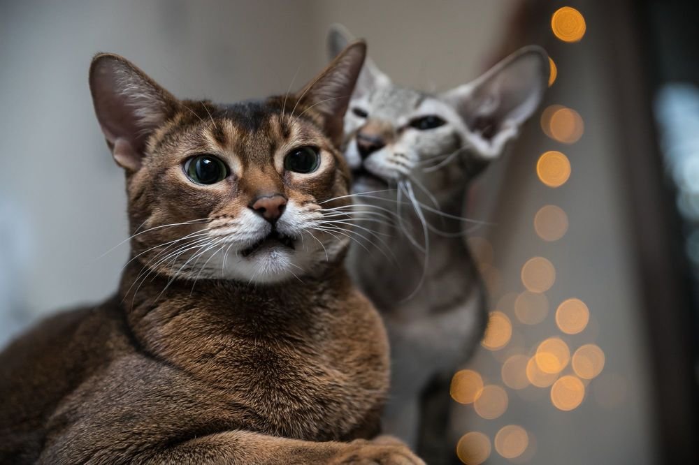 Фотография автора Руслан Тохтиев