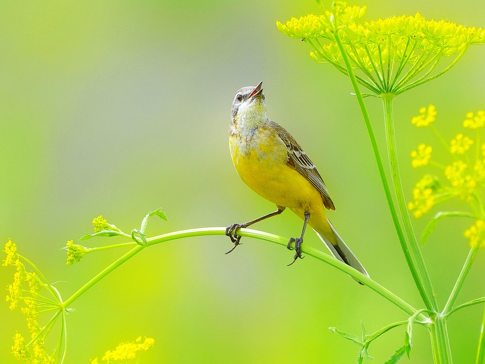 Полевые зарисовки