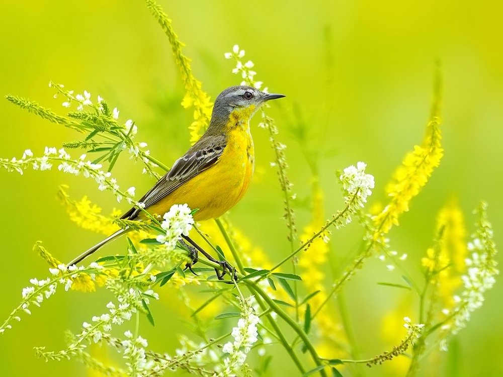 На цветочном лугу