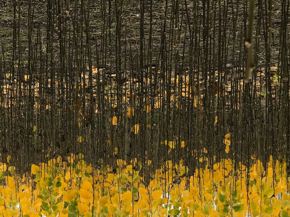 Photograph by Arezoo Mosaddegh