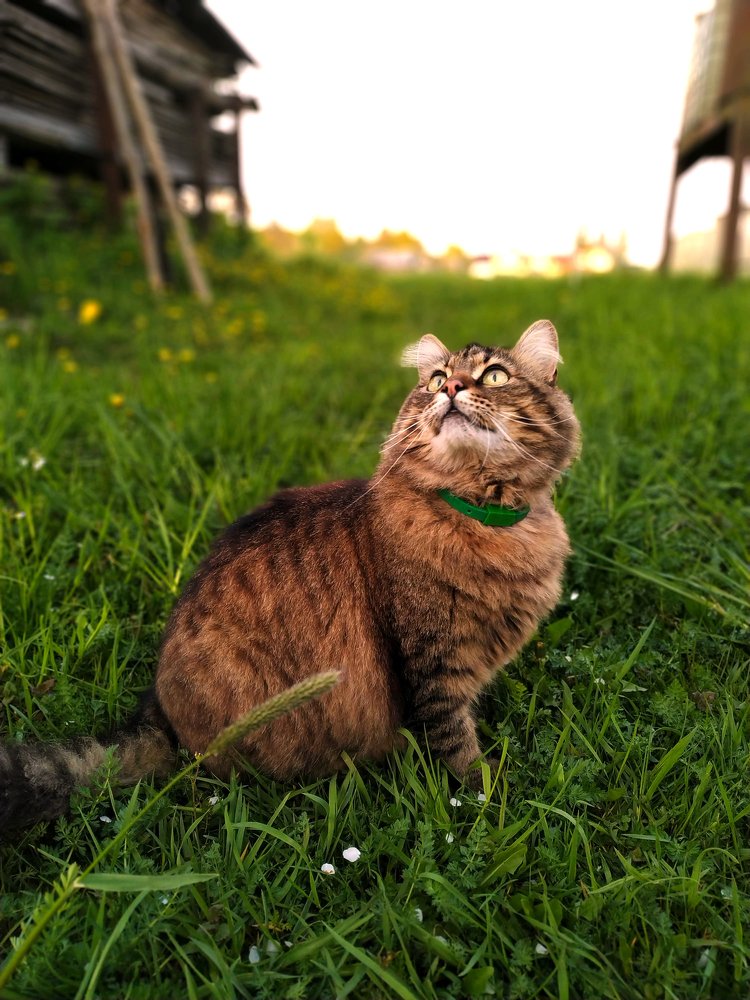 И почему коты не летают так, как птицы..?))