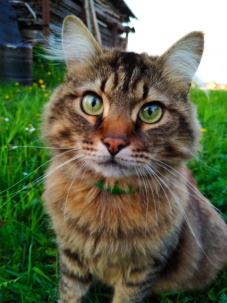 Чудо зеленоглазое