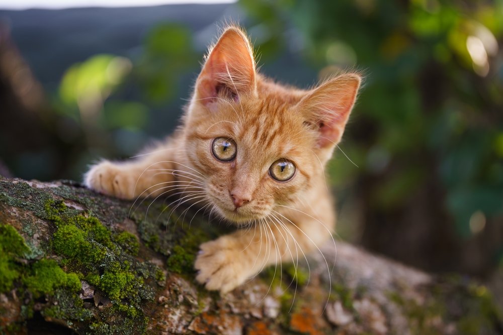 Photograph by Илья Меркулов