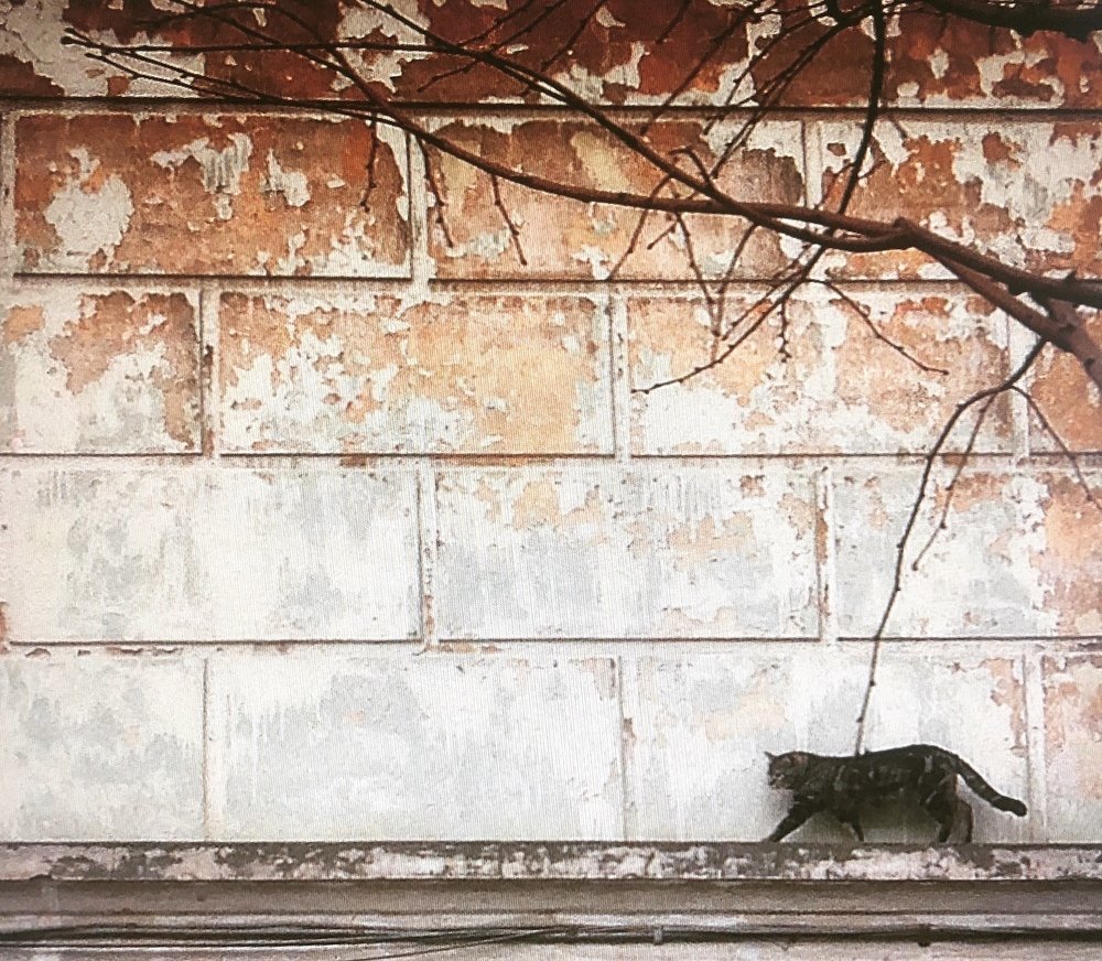 Фотография автора Мария Палтусова