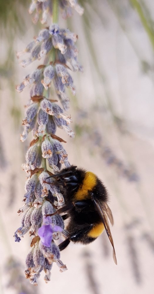 Photograph by Linda Brakus