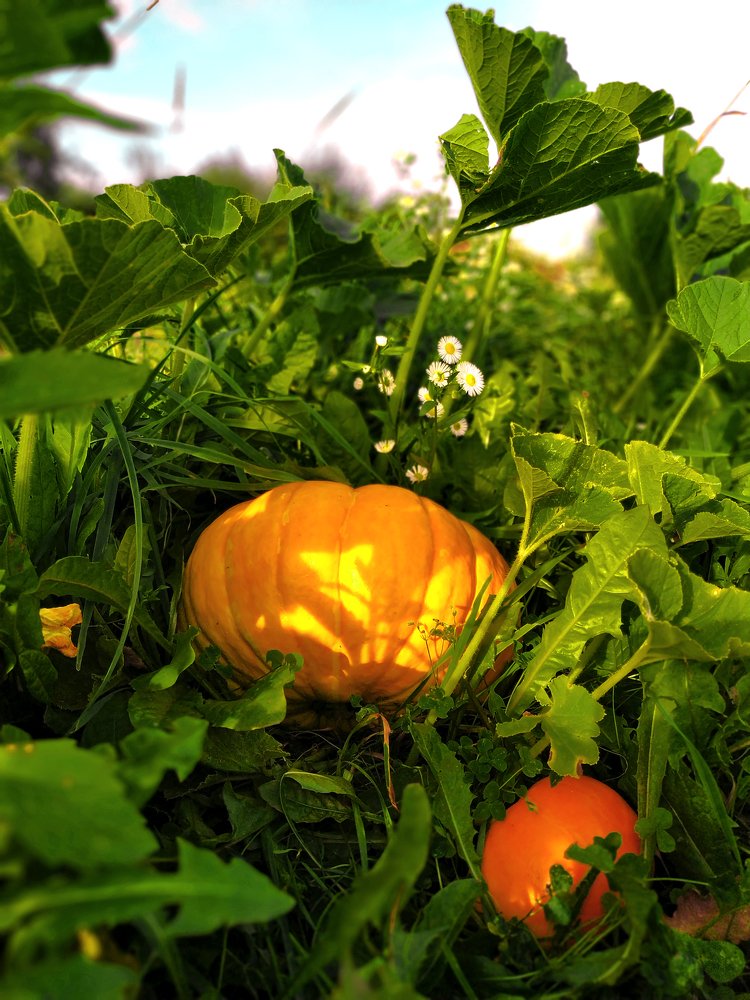 Подрастает карета золотая...