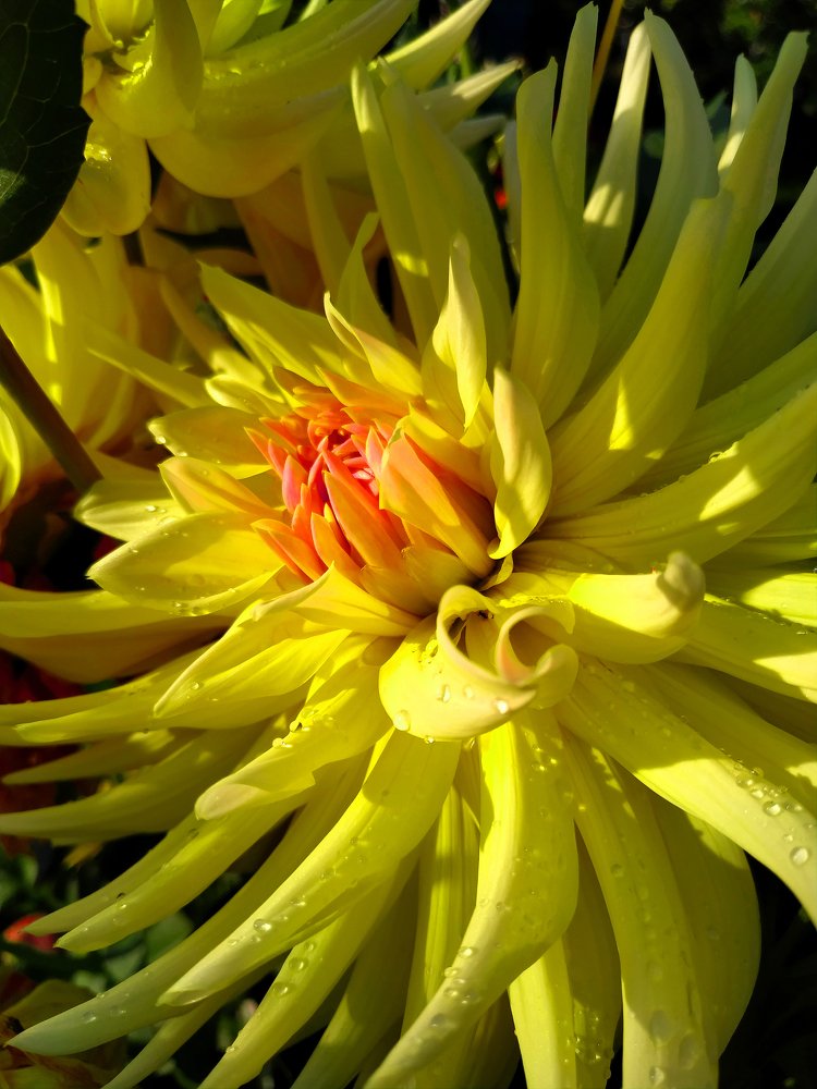 Солнечный георгин.