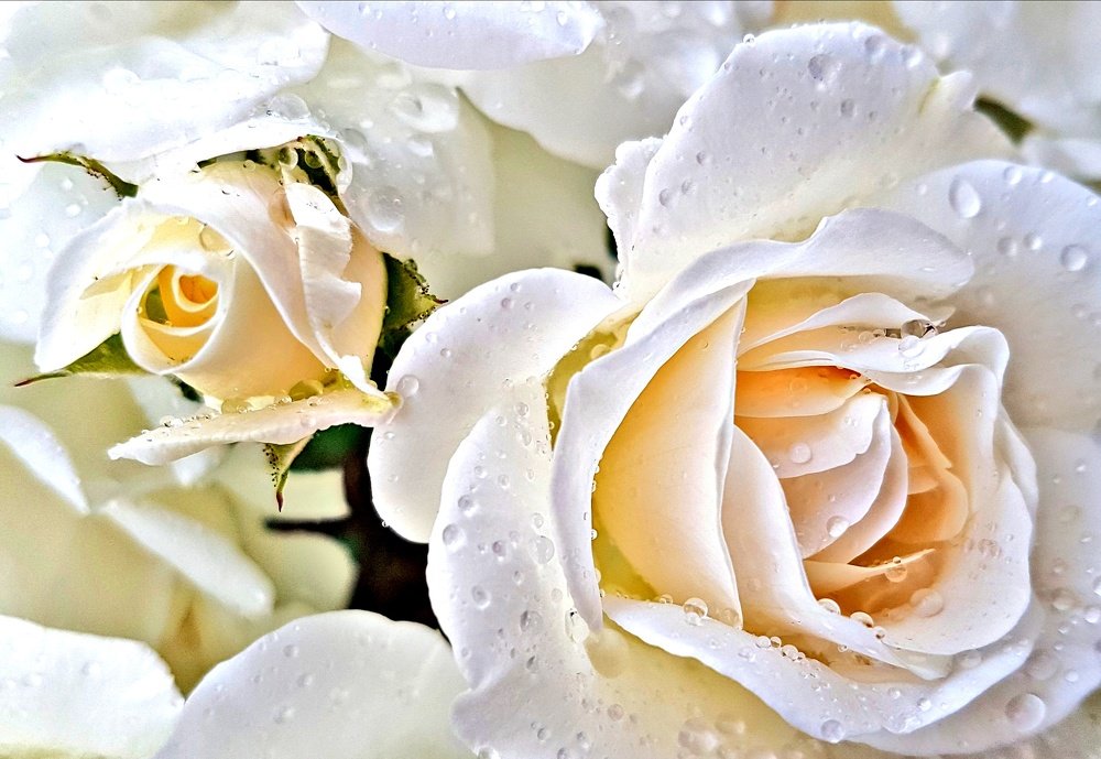 Photograph by Mojca Rebol