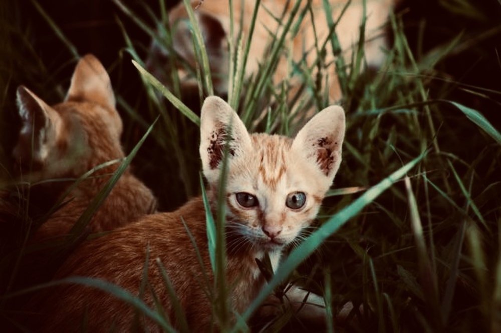 Photograph by nhat giang