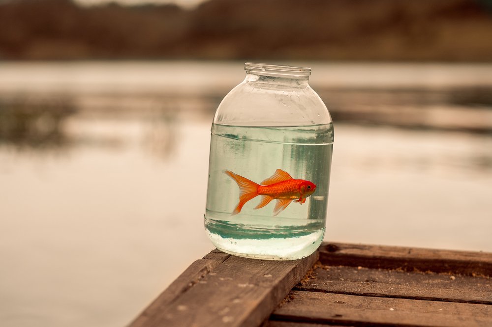 Photograph by Наталья Данилова