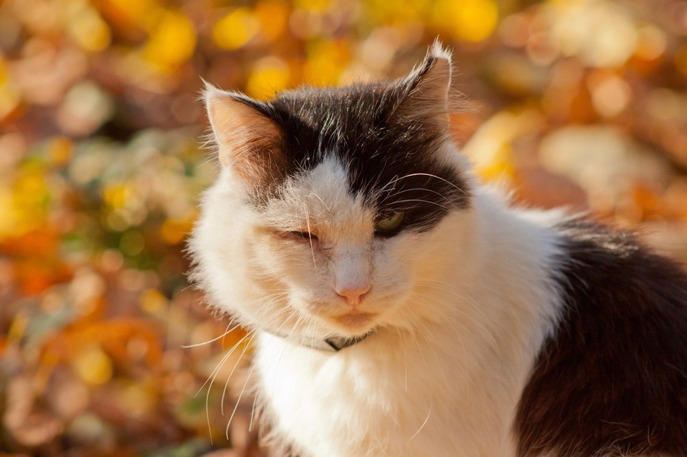 Осенний кот