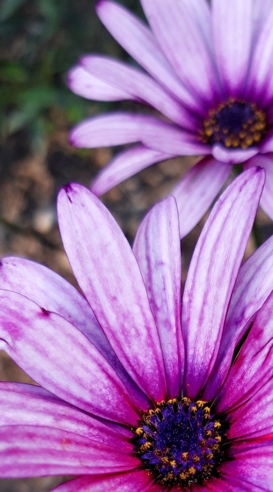 Photograph by Linda Brakus