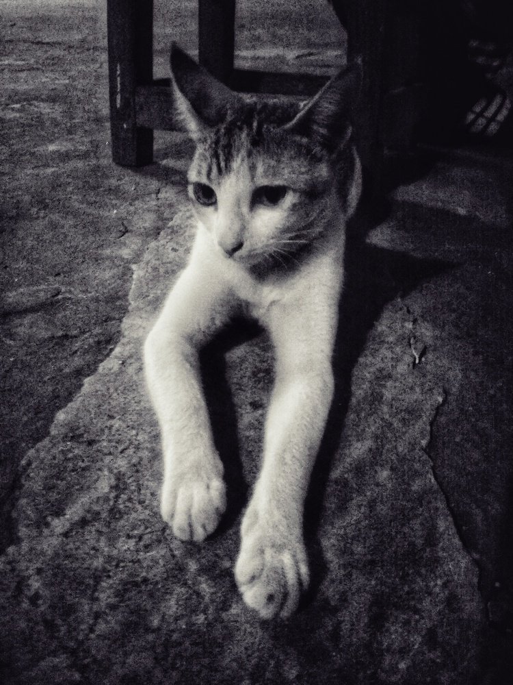 Photograph by Suresh Paul