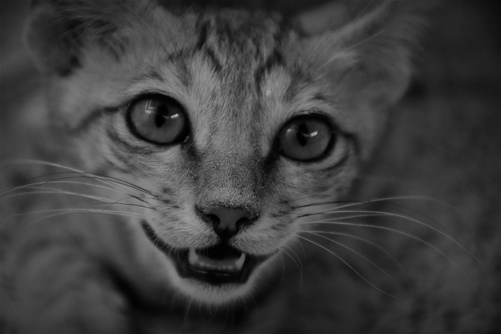 Photograph by  majid