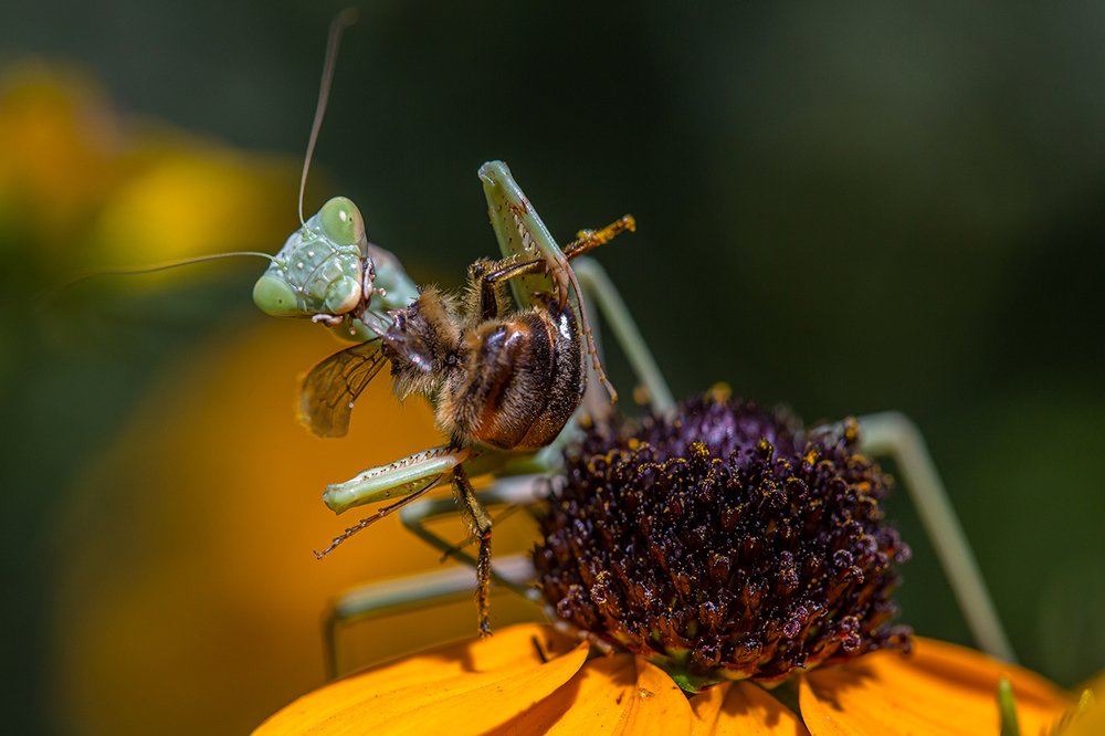 Фотография автора Владимир Пронин