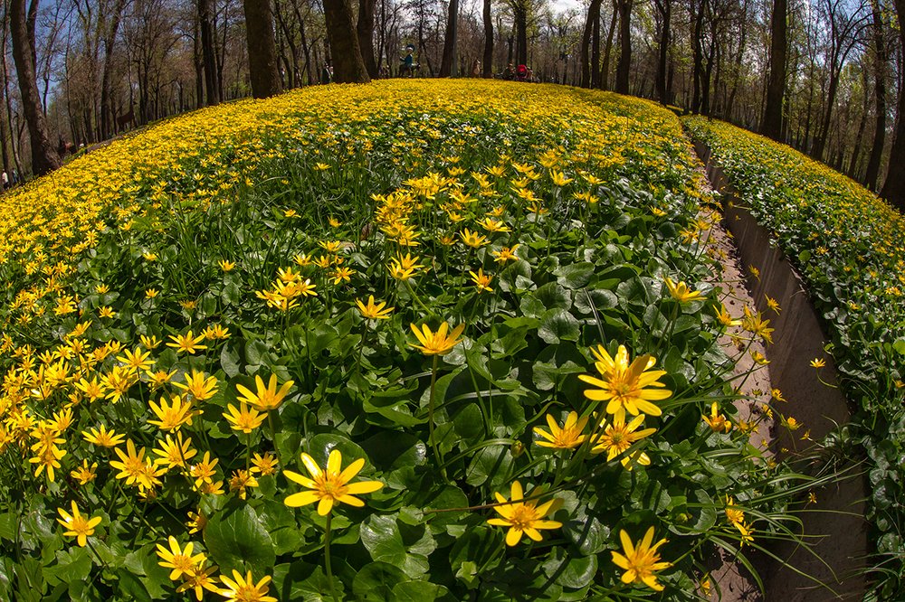 Фотография автора Владимир Пронин