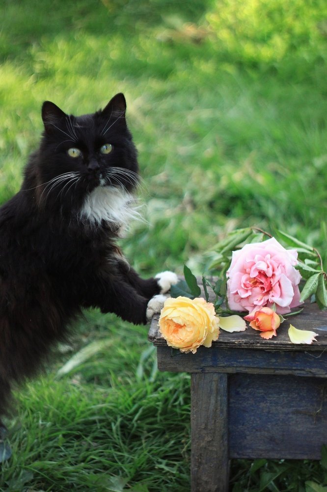 Photograph by Светлана Бузина