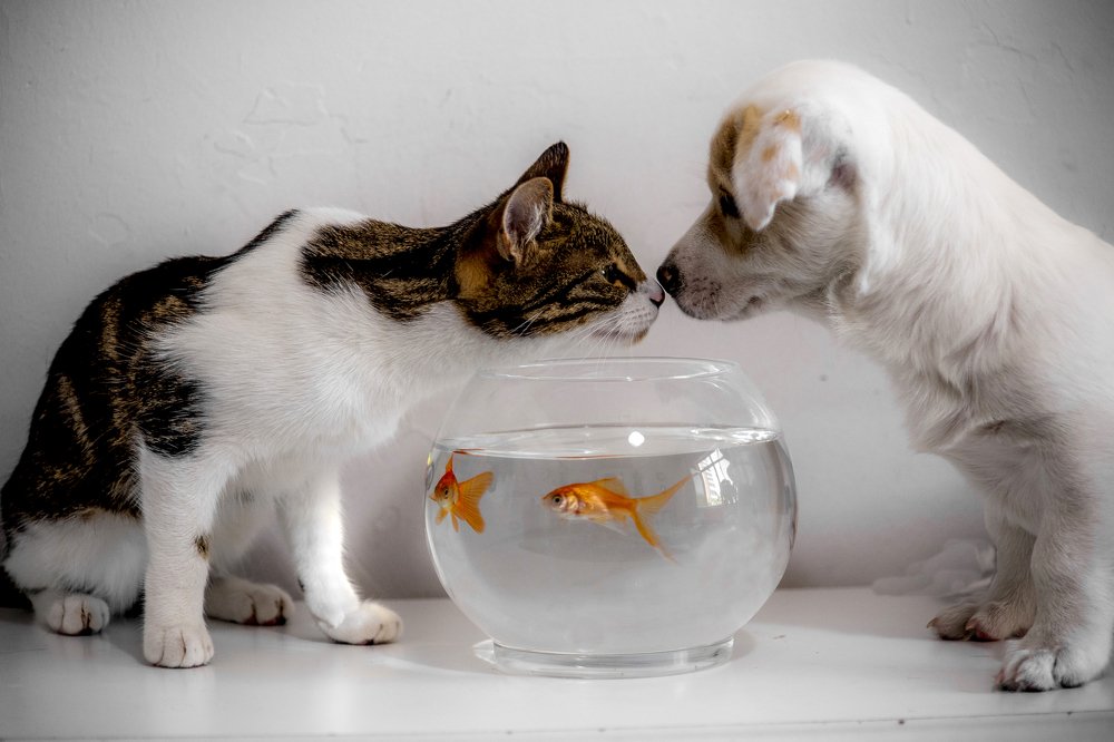 Photograph by DAMOUN POURNEMATI