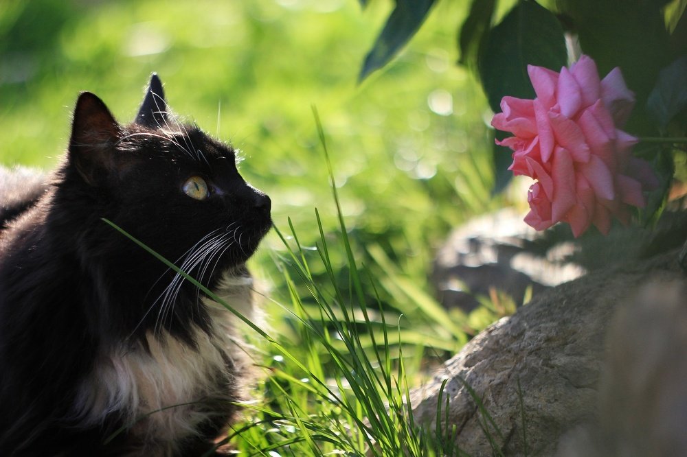 Photograph by Светлана Бузина