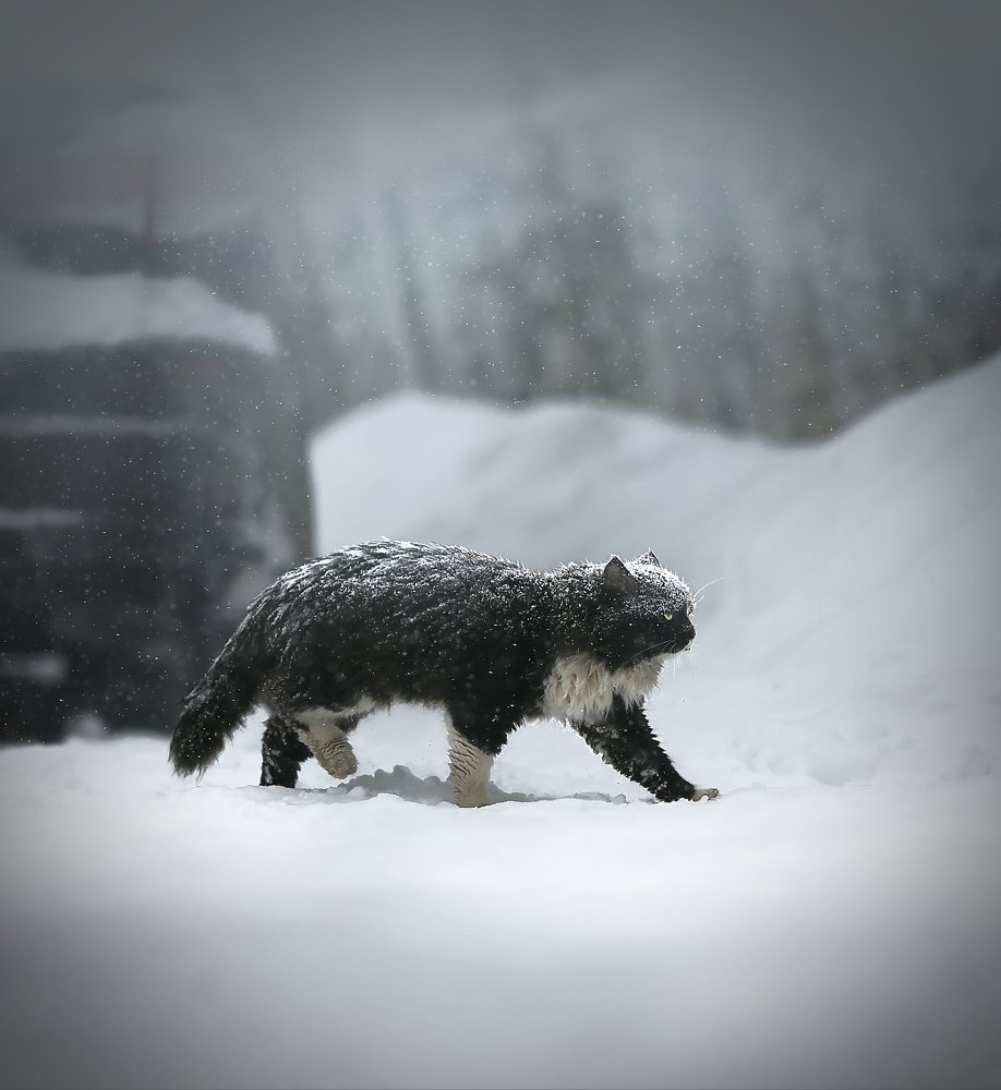 ЭТО РОССИЯ, ДЕТКА
