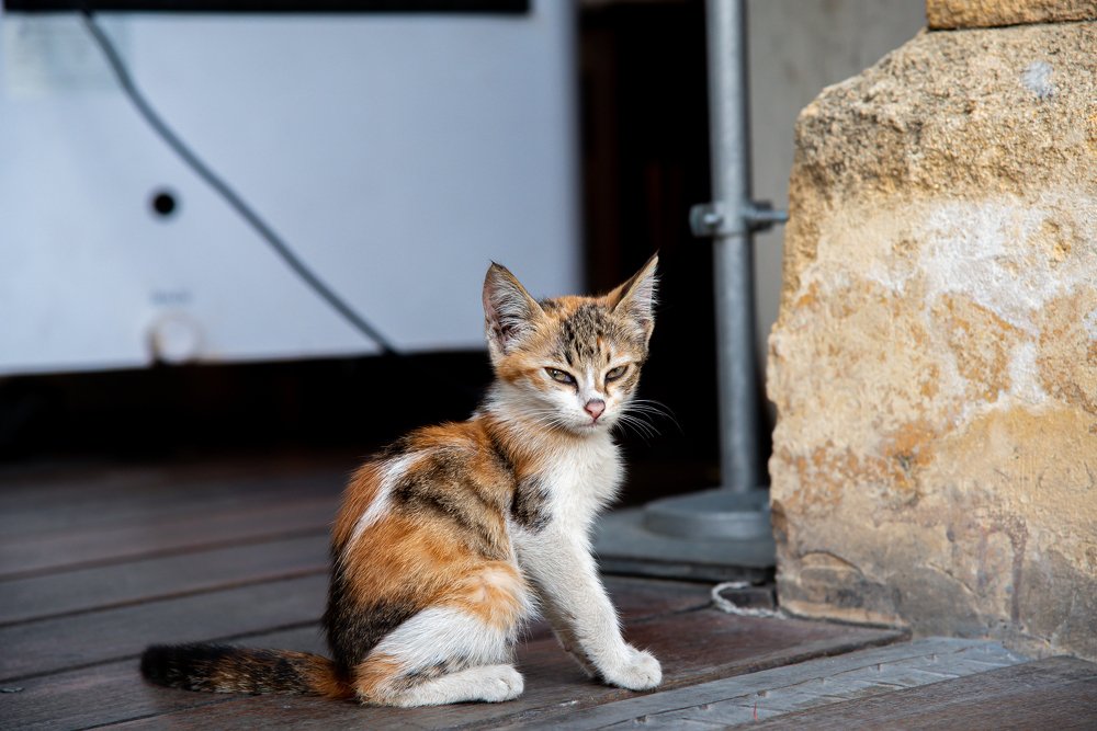 Photograph by Ognyan Levashki