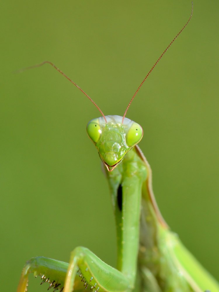 Фотомодель