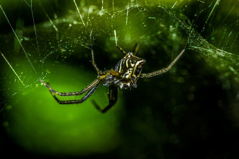 Photograph by Kosygin Leishangthem