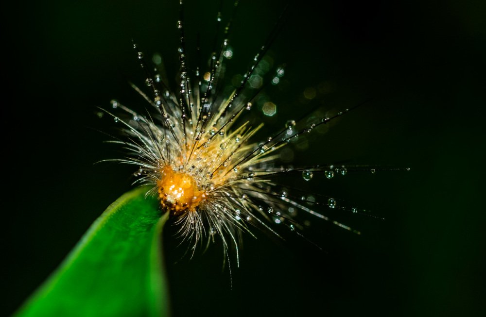 Photograph by Kosygin Leishangthem