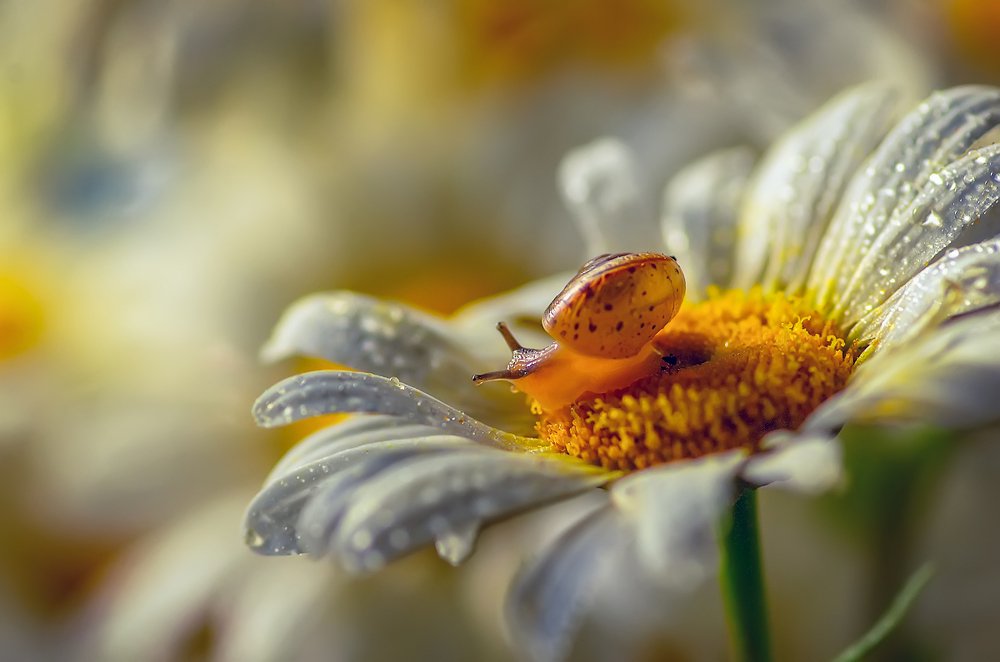 Photograph by Марина Мурашова