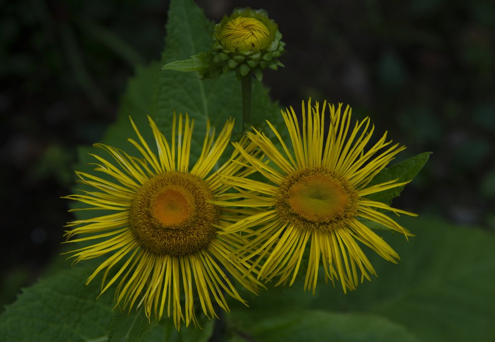 Фотография автора Марина Савчиц