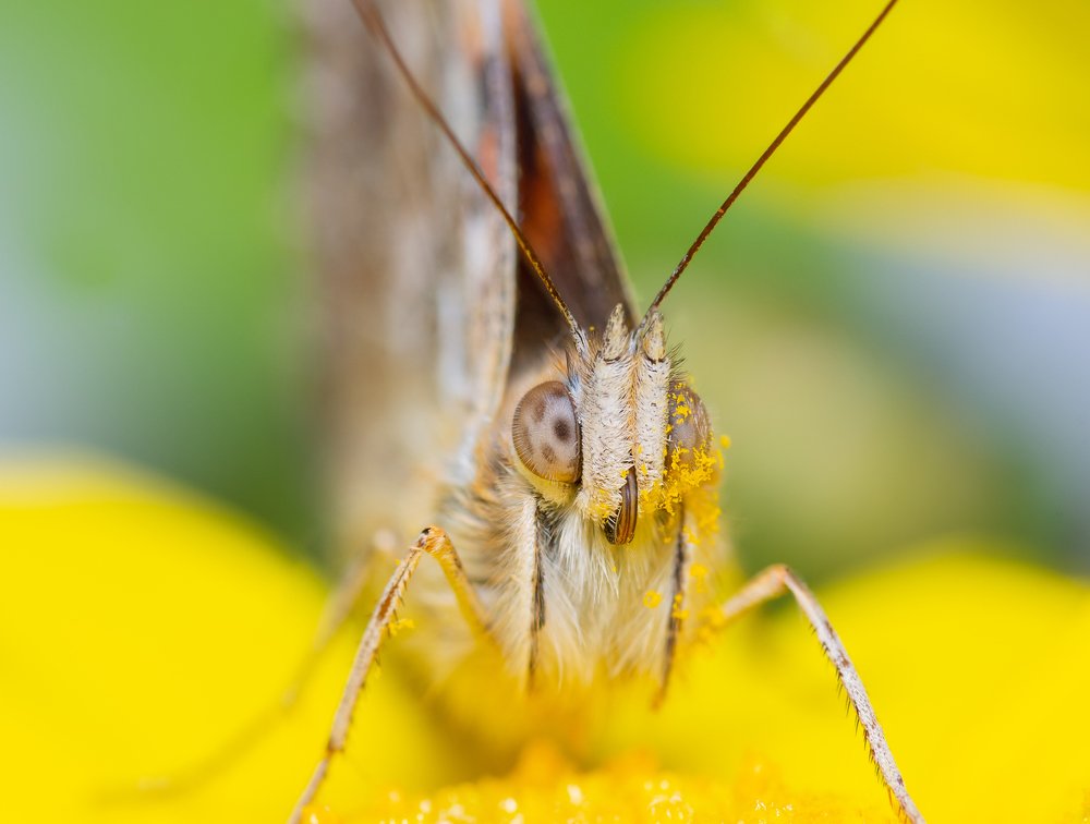 The Portrait of A Butterfly