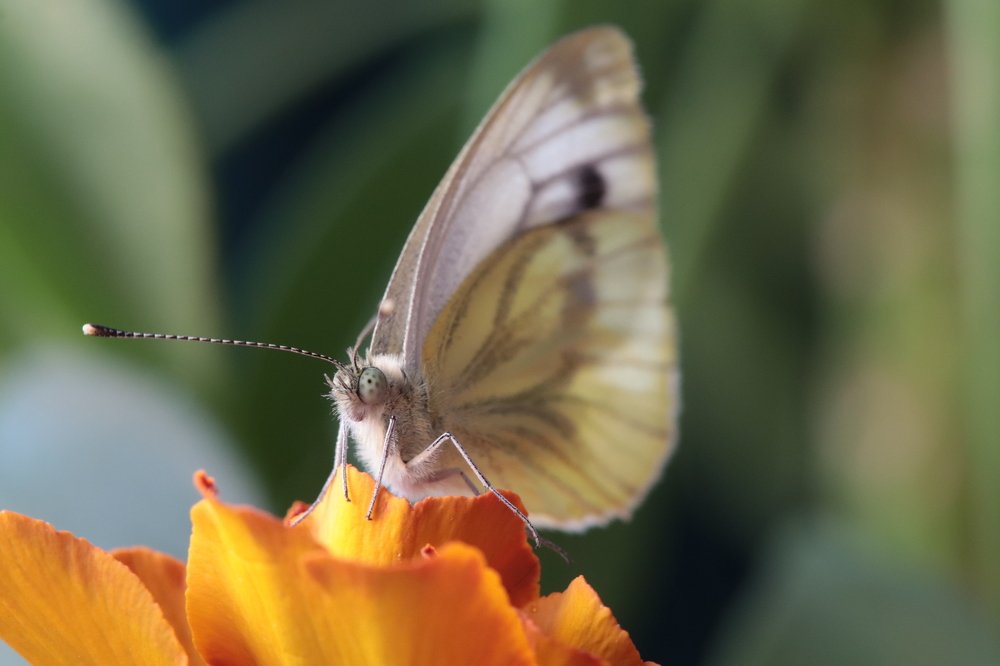 Photograph by Екатерина