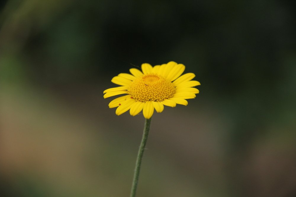 Photograph by omid zarei