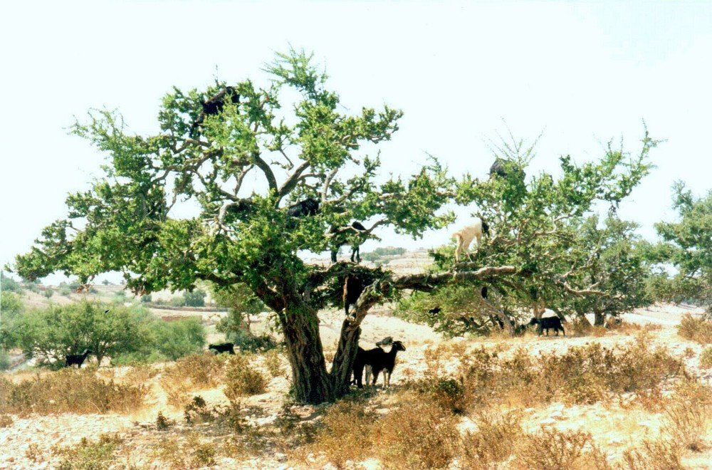 Tenants of the Argan Tree
