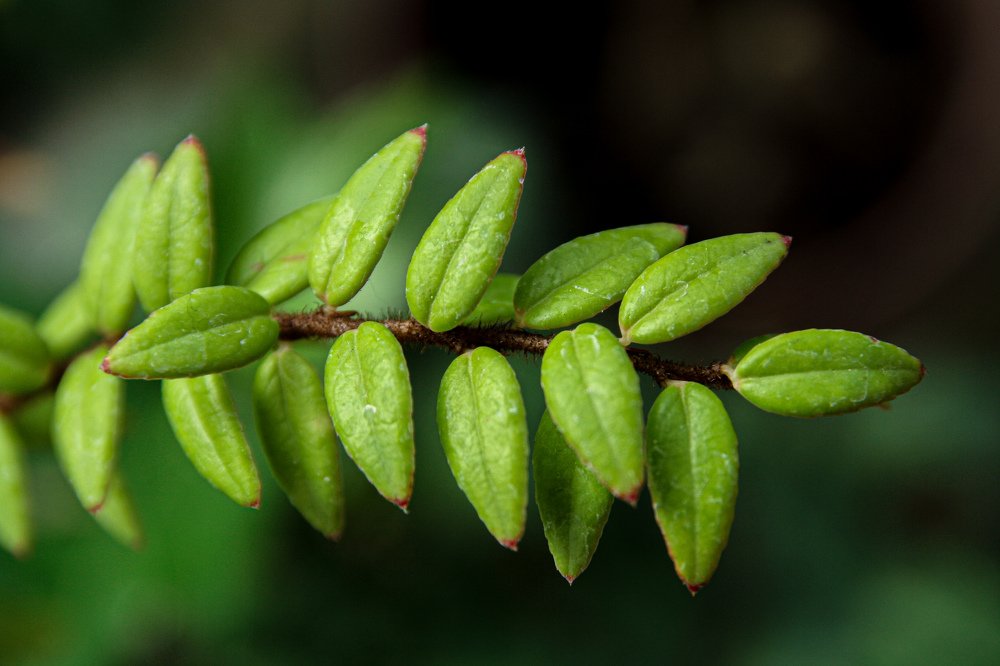 Photograph by Карина Бархударян
