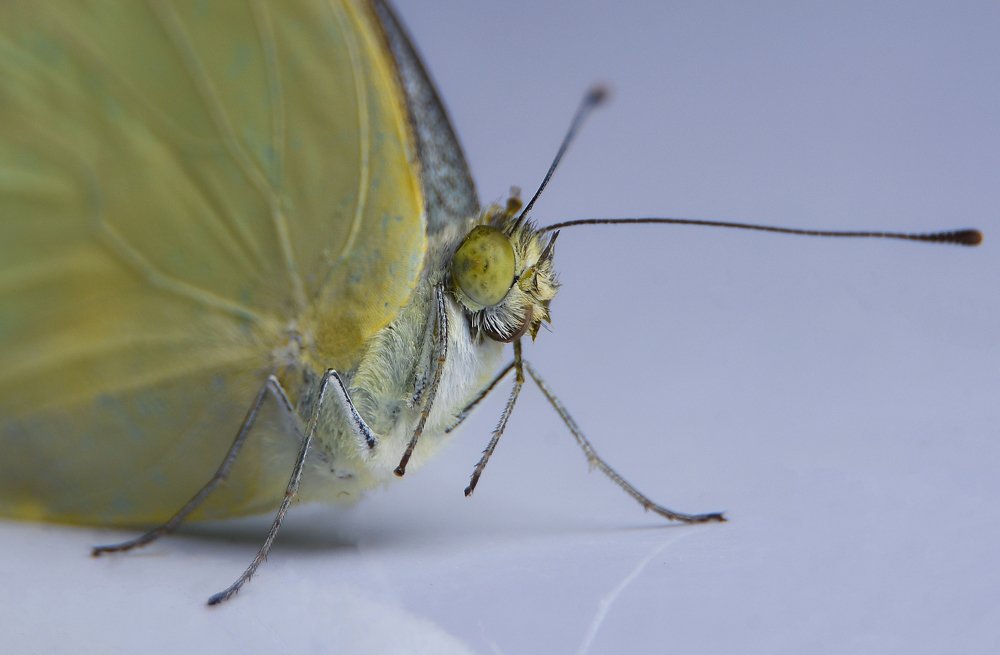 Photograph by Kaush Dissanayake