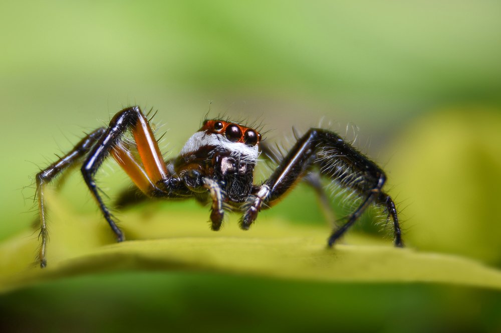 Jumping spider