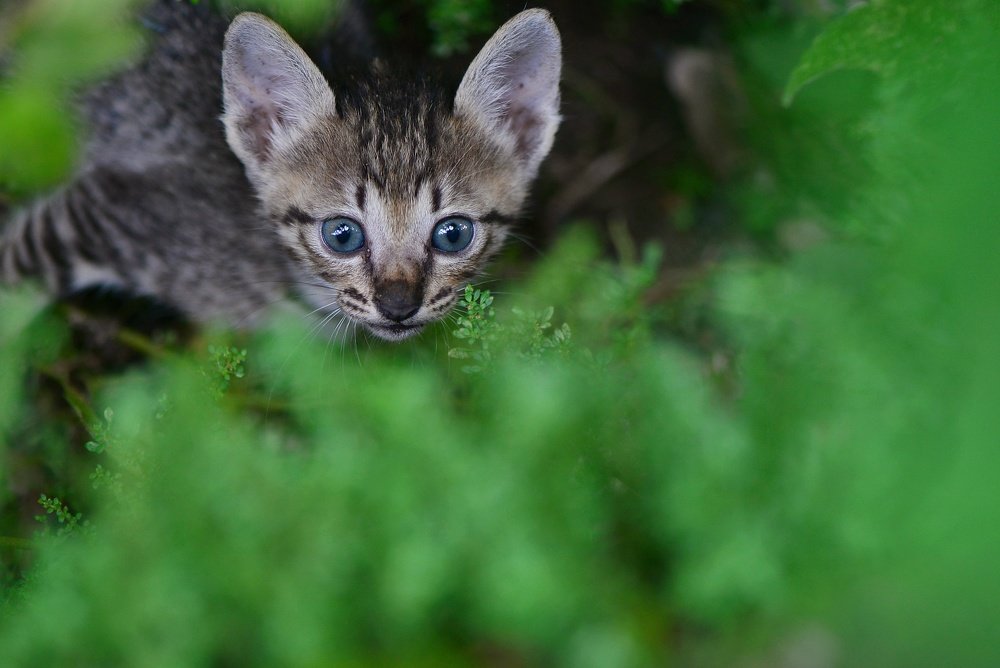 Photograph by Syamsul Alam