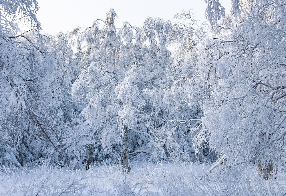 Photograph by Инна Макеева