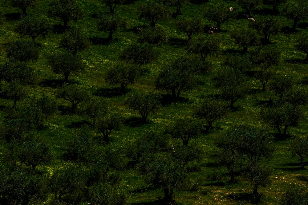 Photograph by eduardo manuel ferrao