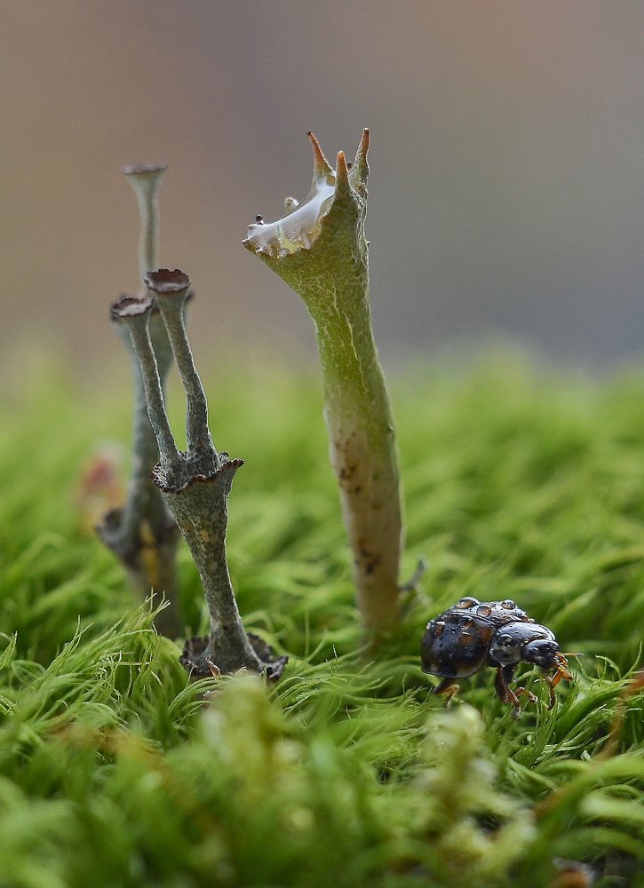 Шоколадная божья коровка