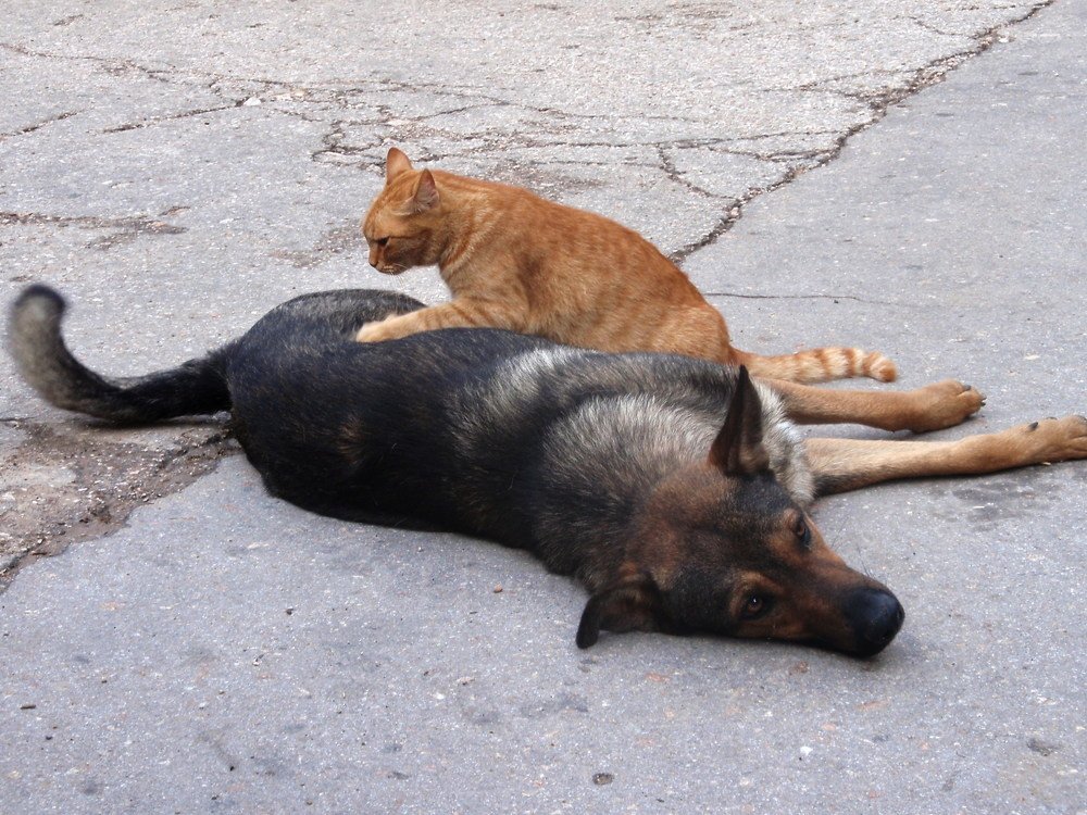 Массаж другу