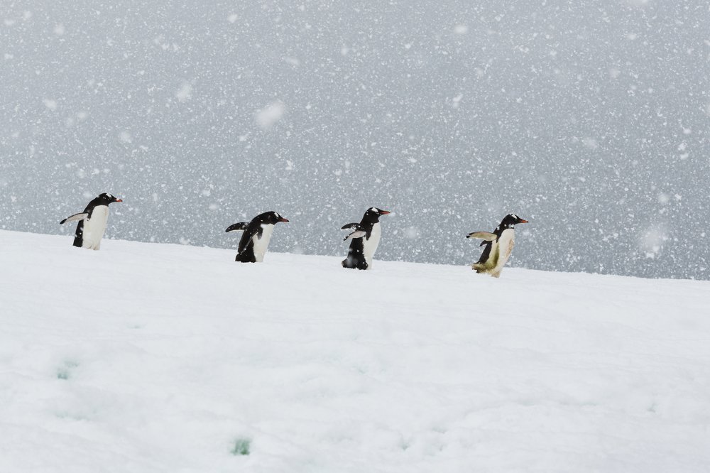 Photograph by Татьяна Дударенко