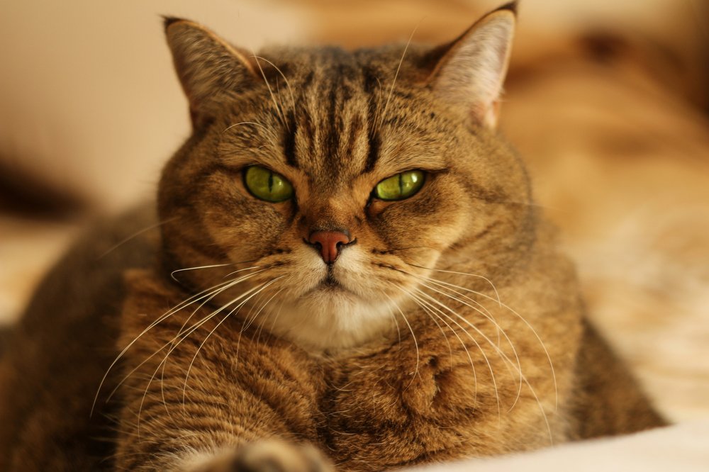 грациозность