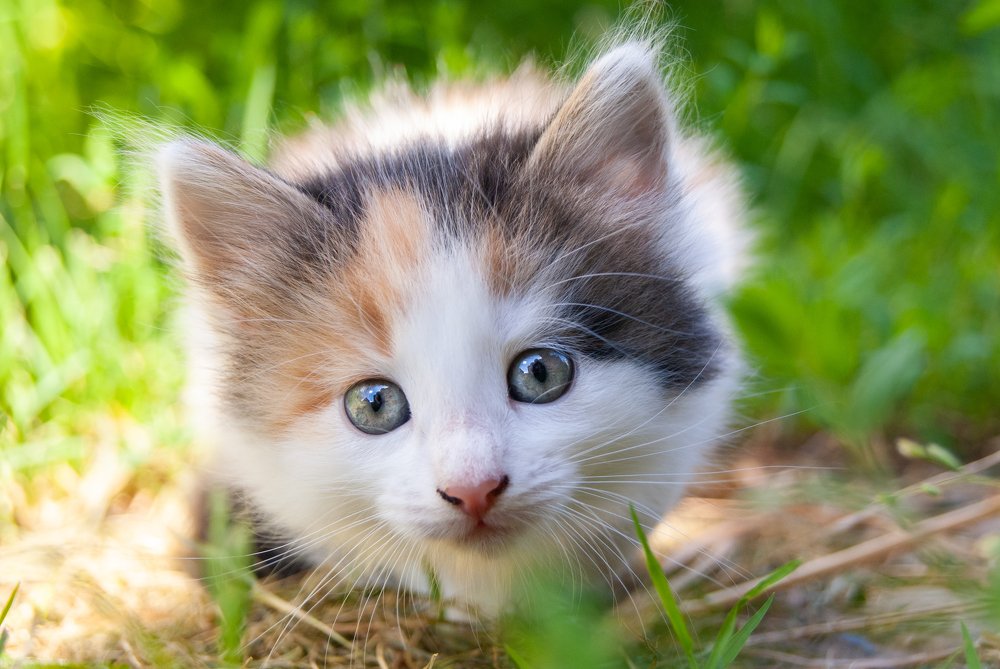 Photograph by Илья Меркулов