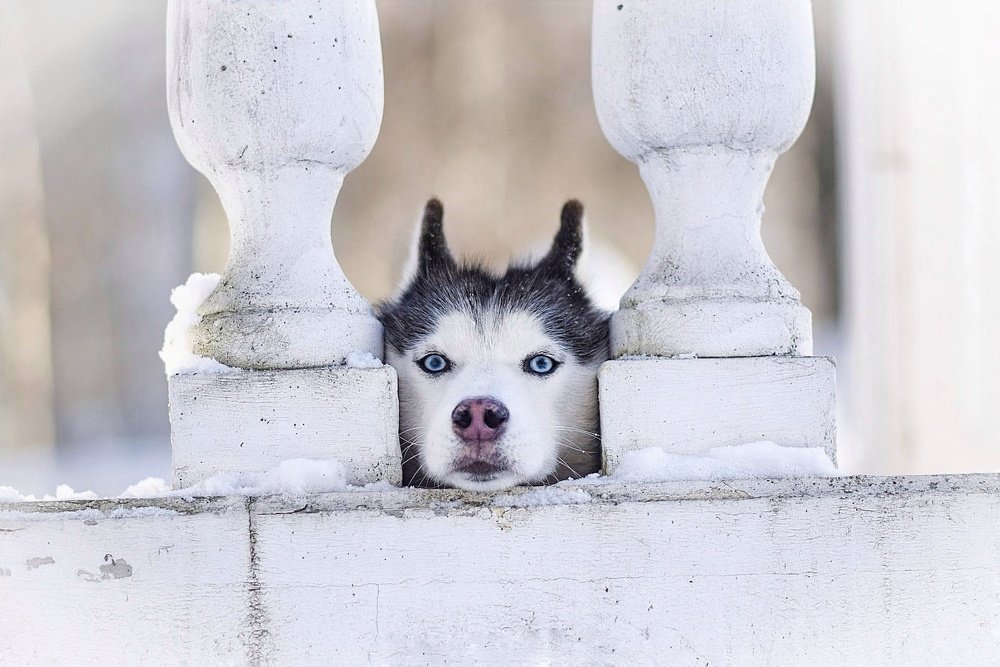 Фотография автора Мария Яропольская